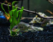 Red Head Tapajos ( Geophagus sp.) - The Consolidated Fish Farms Inc.