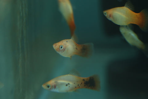 Redtail Crystal Platy