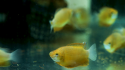 Sunset Thicklip Gourami - The Consolidated Fish Farms Inc.